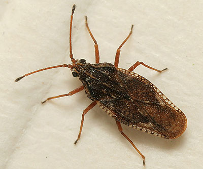 Physatocheila dumetorum
