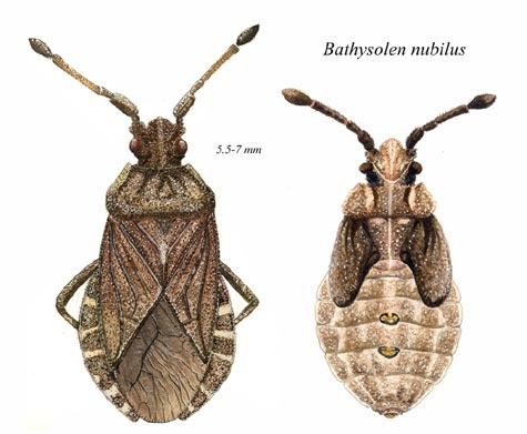 Bathysolen nubilus