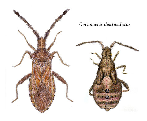 Coriomeris denticulatus