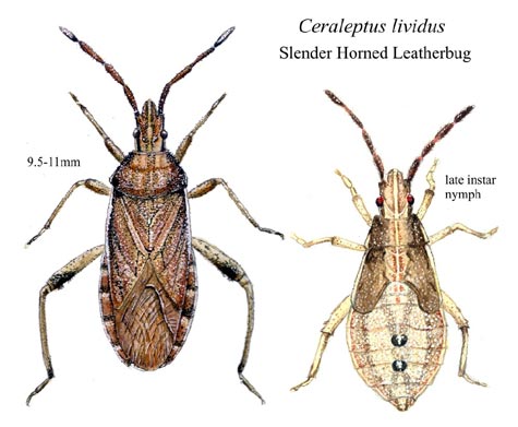 Ceraleptus lividus