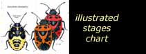 see illustrated life stages chart