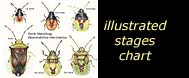 see illustrated life stages chart
