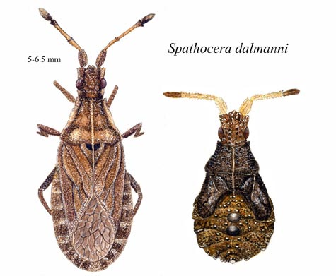 Spathocera dalmanii
