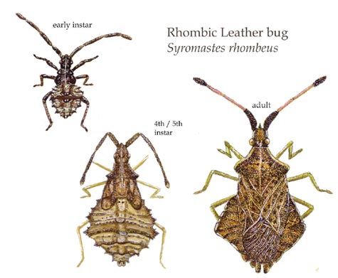 Syromastus rhombeus