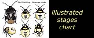 see illustrated life stages chart