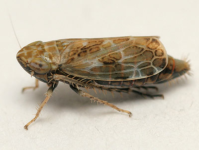 Adarrus ocellaris