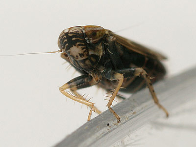 Adarrus ocellaris