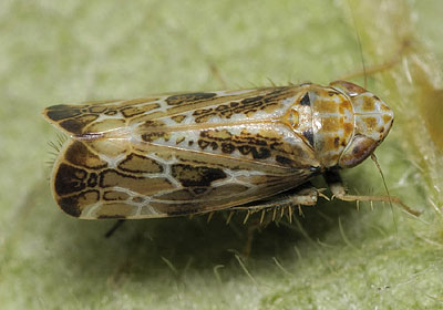 Adarrus ocellaris