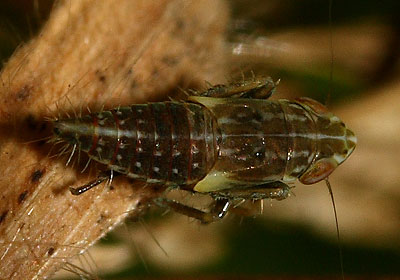 Adarrus ocellaris nymph