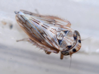 Agallia laevis