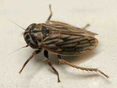 Agallia venosa