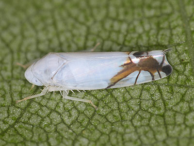 Aguriahana stellulata