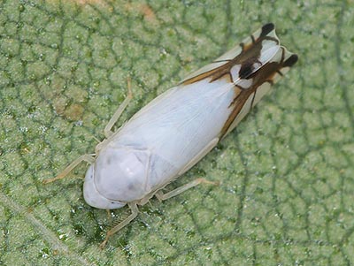 Aguriahana stellulata