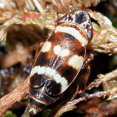 Aphrodes bifasciatus