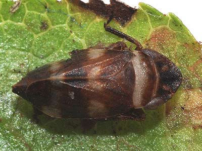 Planaphrodes bifasciatus