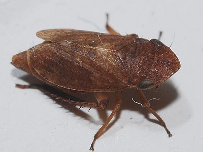 Planaphrodes biofasciatus