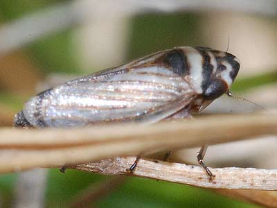 Anoscopus histrionicus