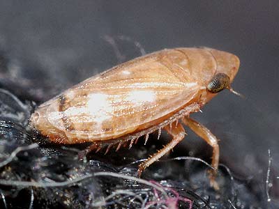 Anoscopus histrionicus