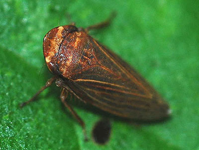 Aphrodes makarovi