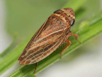 Aphrodes makarovi
