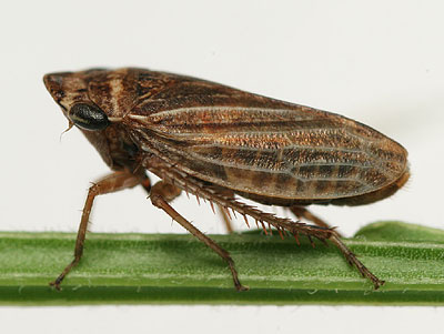 Aphrodes makarovi