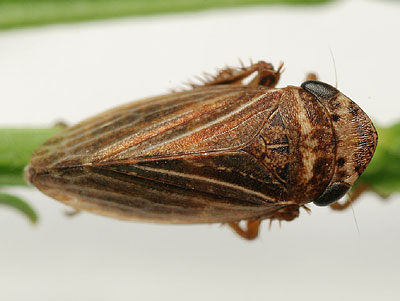Aphrodes makarovi