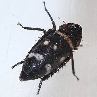 Aphrodes tricinctus