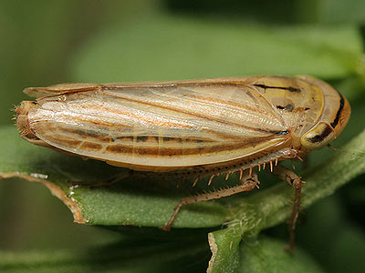 Athysanus argentarius