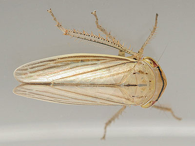 Athysanus argentarius