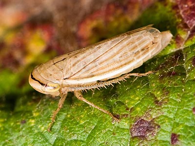 Athysanus argentarius