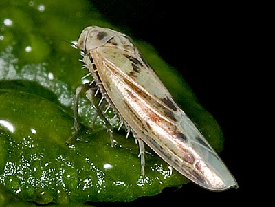 Balclutha punctata