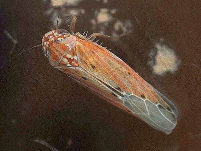 Red form