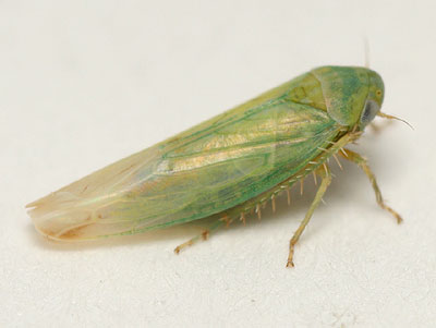 Balclutha punctata