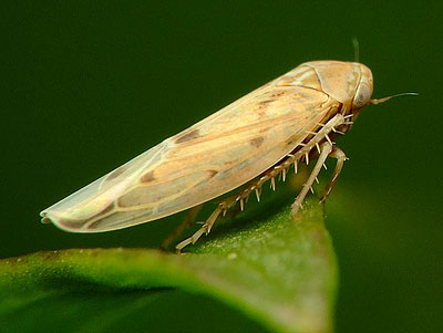 Balclutha punctata