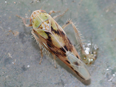 Balclutha punctata