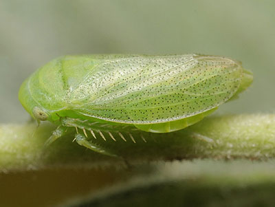Batracomorphus irroratus