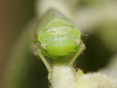Batracomorphus irroratus