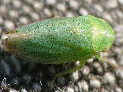 Batracomorphus irroratus
