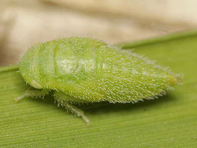 Batracomorphus irroratus