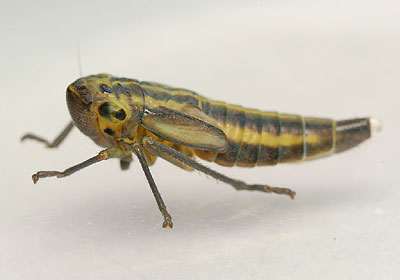 Cicadella viridis nymph