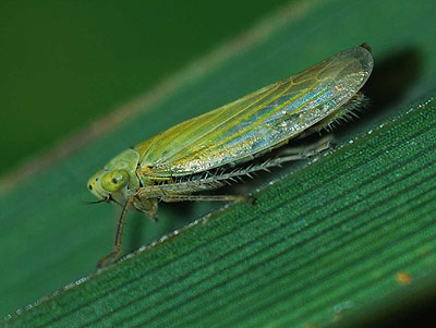Cicadula flori