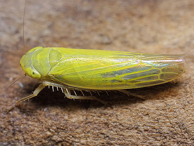 Cicadula flori