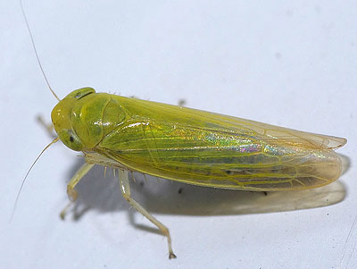 Cicadula flori