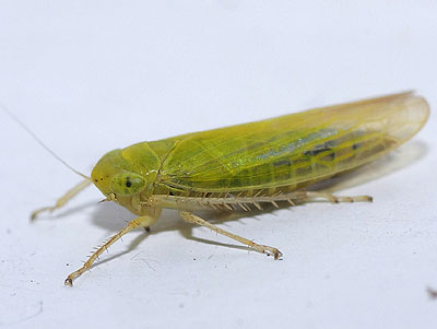 Cicadula flori