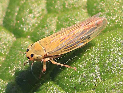 Cicadula persimilis