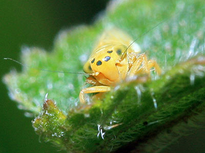 Cicadula saturata