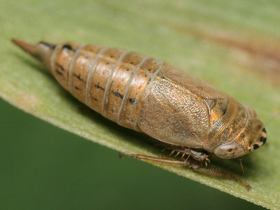 Doratura stylata