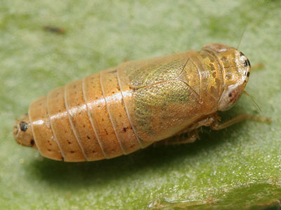 Doratura stylata