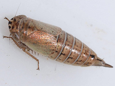 Doratura stylata