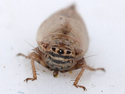Doratura stylata